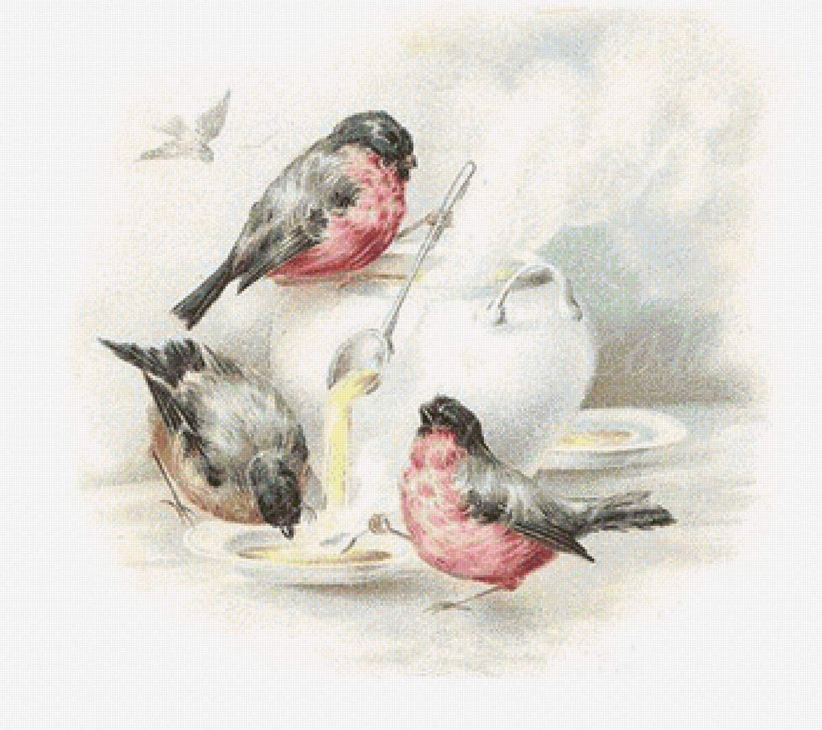 pajaros comiendo sopa - animales - предпросмотр