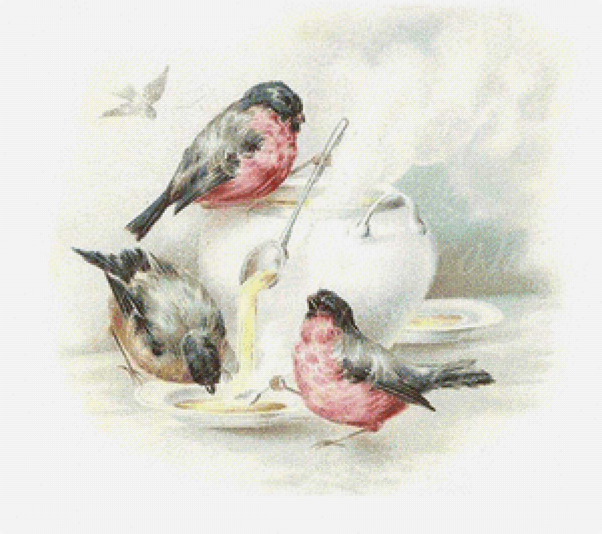 pajaros comiendo sopa 2 - animales - предпросмотр