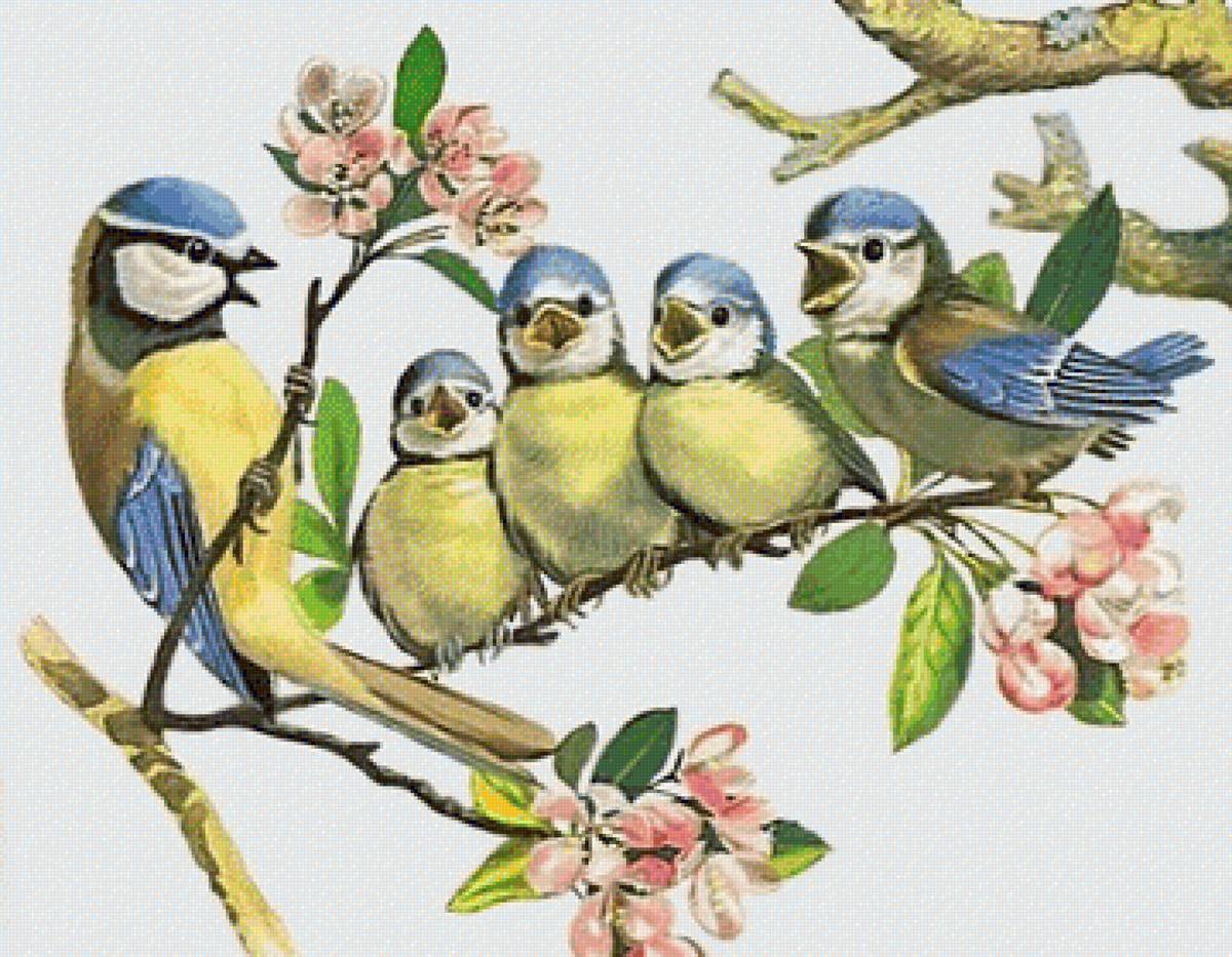 familia de pajaros - animales - предпросмотр