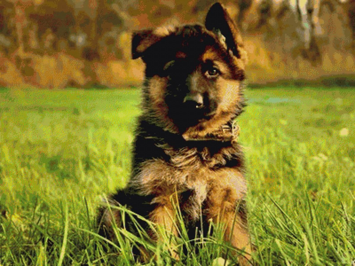 Щенок овчарки в траве - овчарка, щенок, трава - предпросмотр