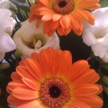 Схема вышивки «Цветы, герберы»