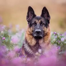 Схема вышивки «Овчарка в полевых цветах»