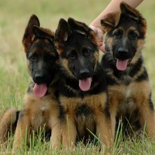 Схема вышивки «Щенки»