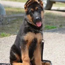 Щенок овчарки