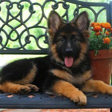 Схема вышивки «Щенок овчарки»