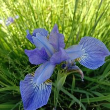 Схема вышивки «Ирис»