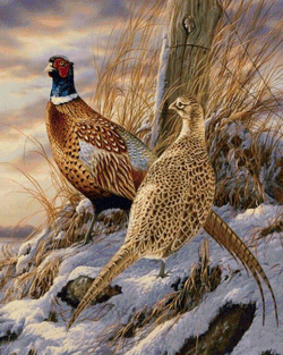 золотые фазаны - фазаны - предпросмотр