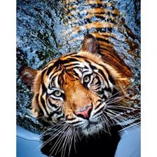 Схема вышивки «тигр»