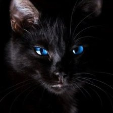 Схема вышивки «черный кот»