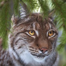 Схема вышивки «№2152223»