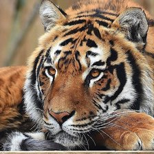 Схема вышивки «№2152225»