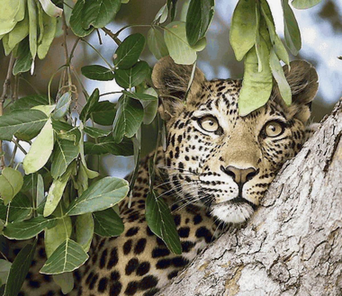 №2152226 - предпросмотр