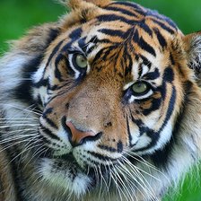 Схема вышивки «№2152229»