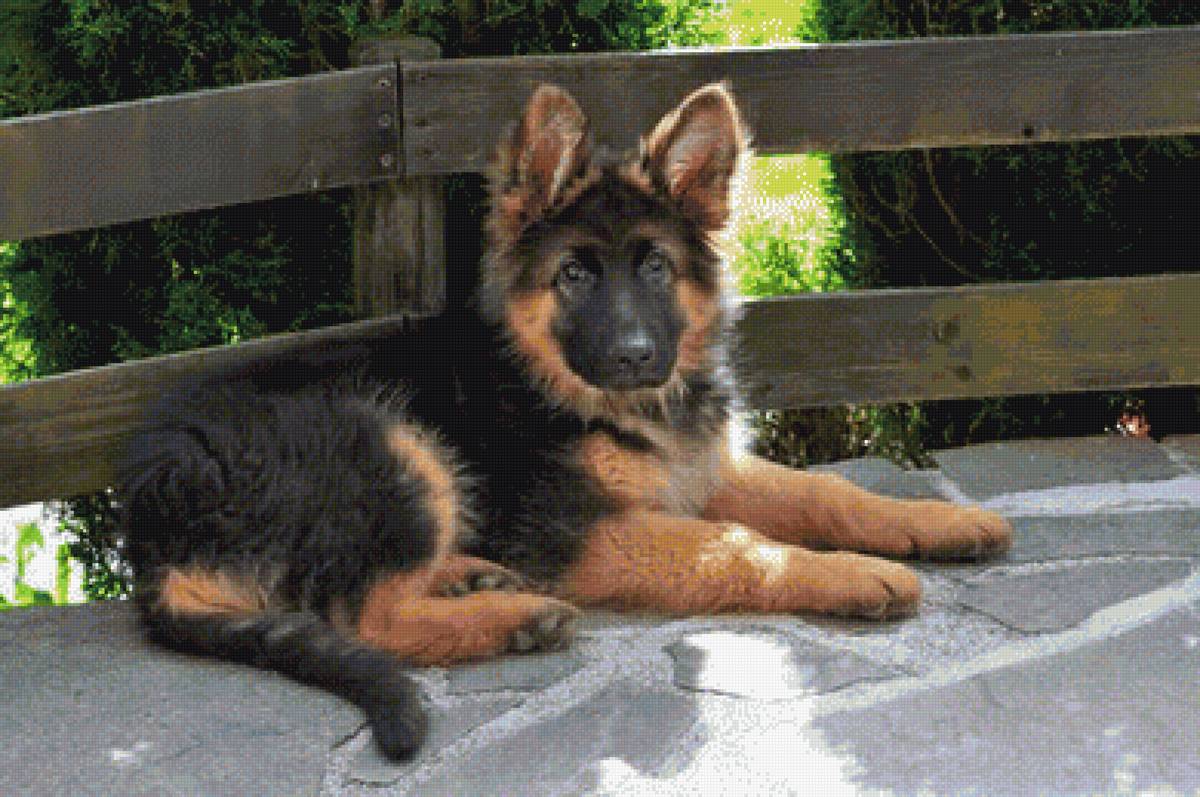 Щенок овчарки на террасе - трава, щенок, овчарка - предпросмотр