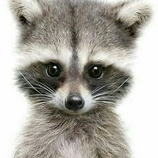 Схема вышивки «Детёныш енота»