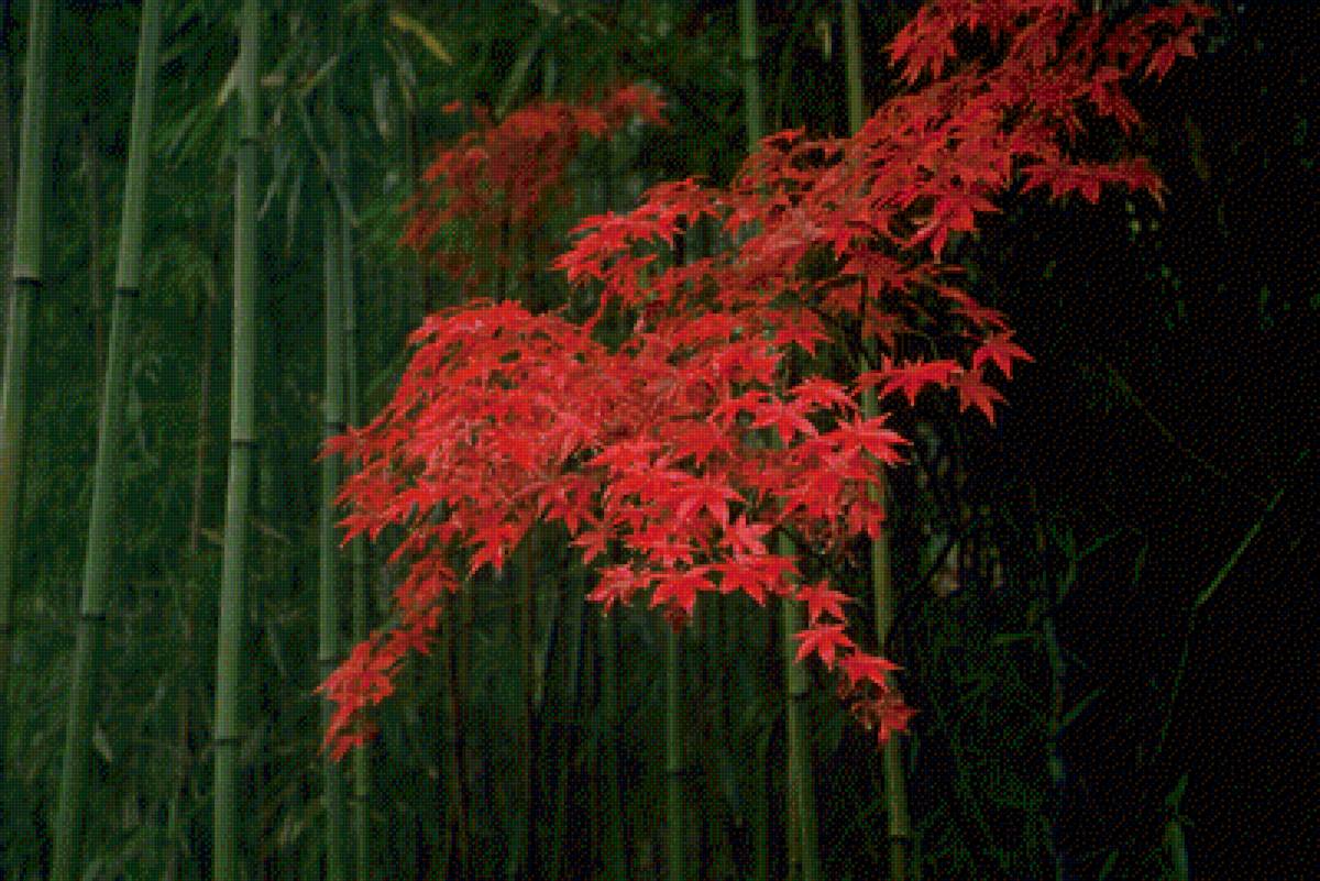 осень в Японии - осень, природа, япония, красные клены, бамбук - предпросмотр