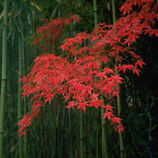 Схема вышивки «осень в Японии»