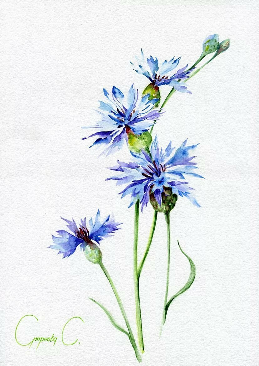 василек - оригинал