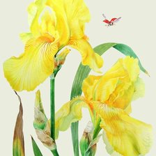 Схема вышивки «Желтые ирисы и божья коровка»