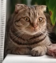 Схема вышивки «Тимон»