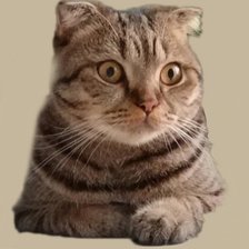 Схема вышивки «Timon»