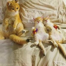 Схема вышивки «Наконец-то угомонились»