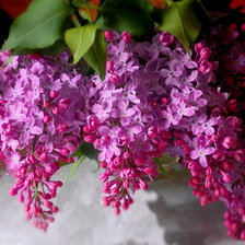 Схема вышивки «№2154253»