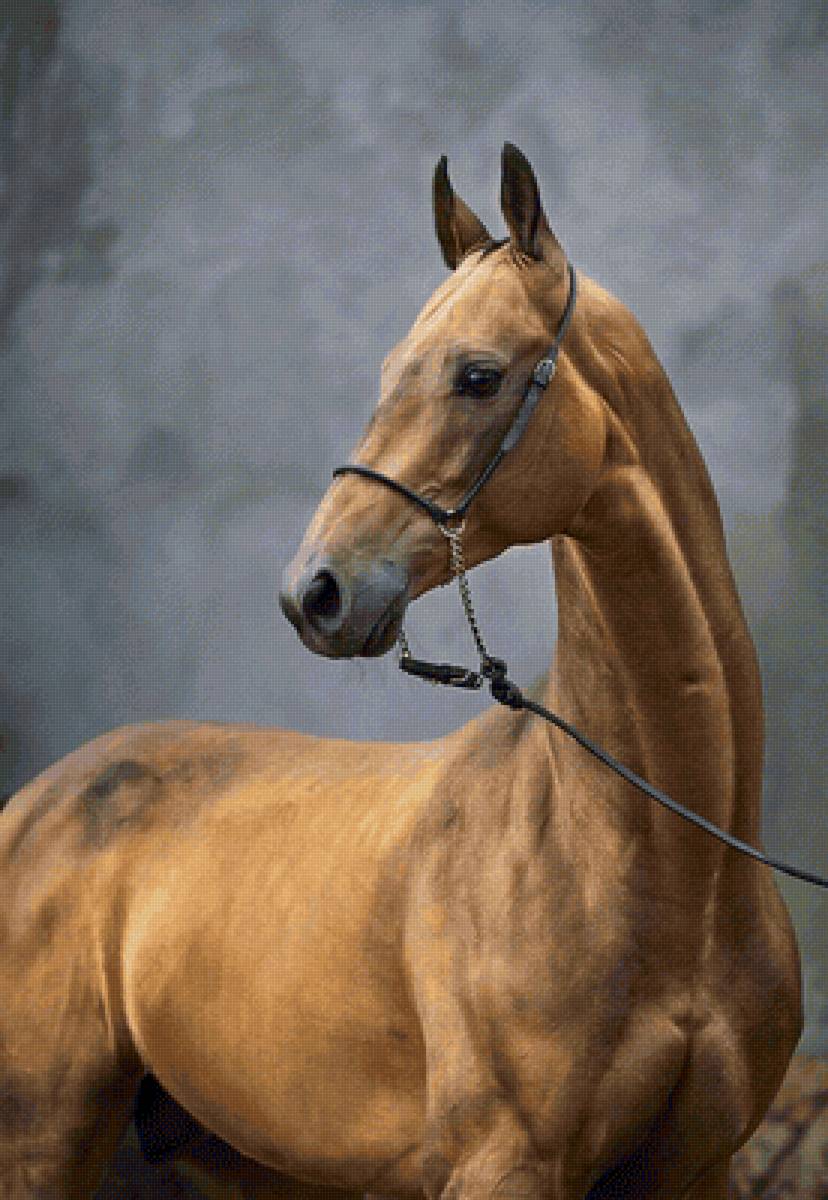 Конь - конь, лошадь, животные - предпросмотр