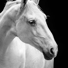 Схема вышивки «Белый конь»