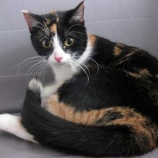 Схема вышивки «Трехцветка»