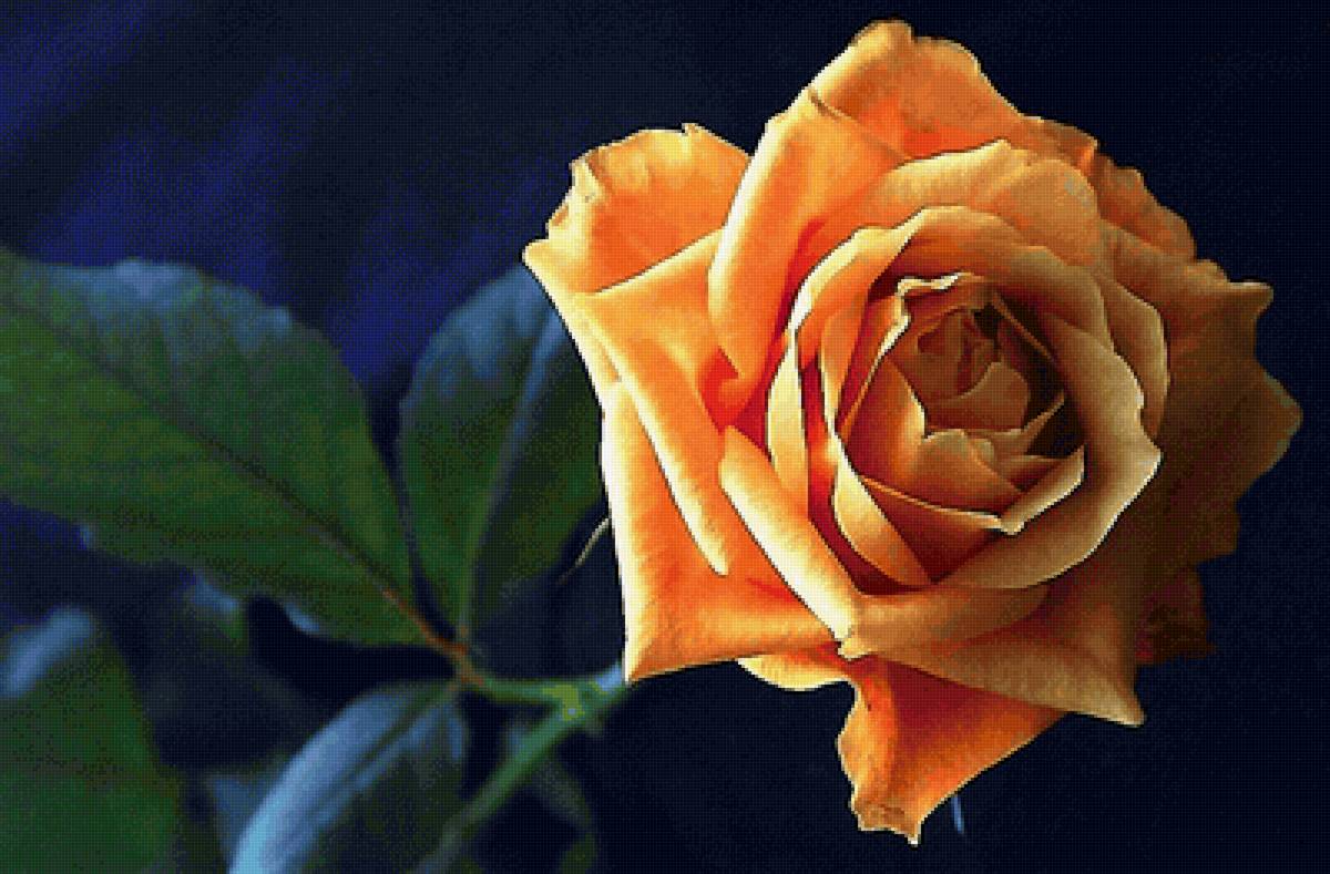 Роза - предпросмотр