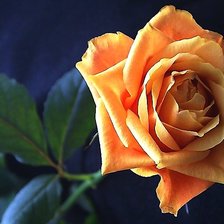 Схема вышивки «Роза»