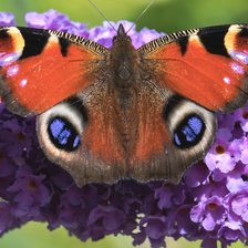 Схема вышивки «Бабочка»