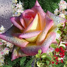 Схема вышивки «Роза»