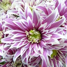 Схема вышивки «Цветы»