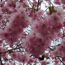 Схема вышивки «Сакура в Стокгольме»