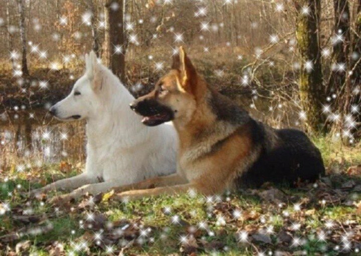 пара овчарок - оригинал