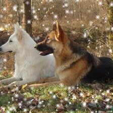 Схема вышивки «пара овчарок»