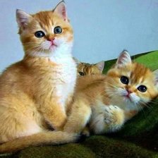 Схема вышивки «442244»