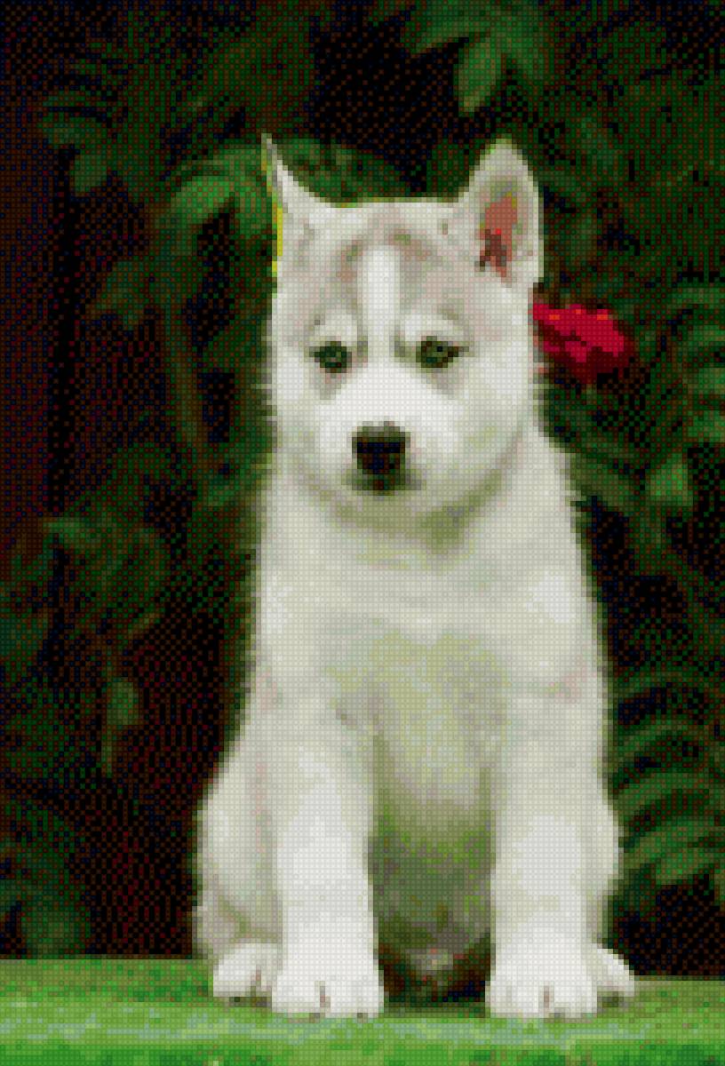 Хаски - хаски - предпросмотр