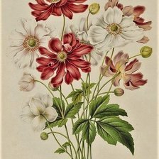 Схема вышивки «№2155721»