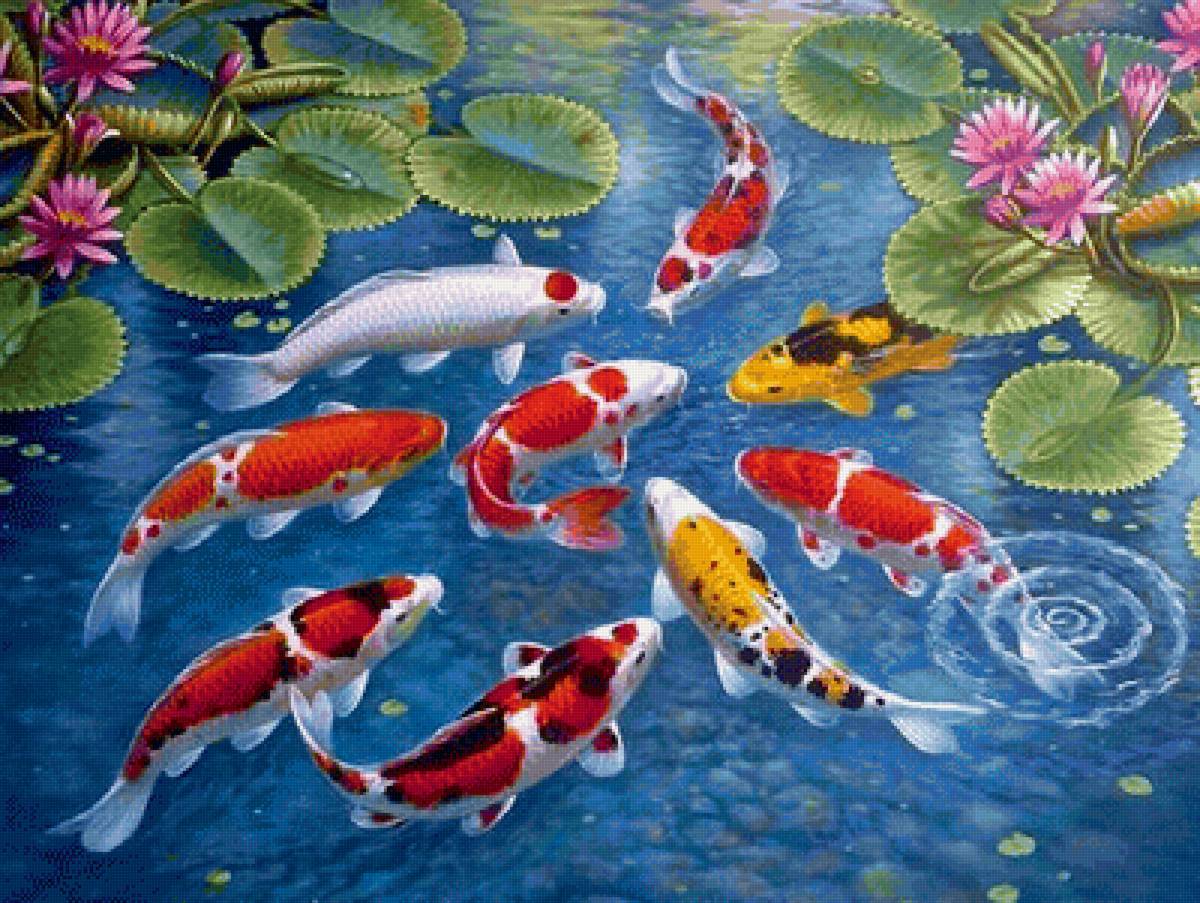 Карпы Кои - рыбы, 9 рыб, карпы, 9 карпов - предпросмотр