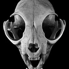 череп кошки