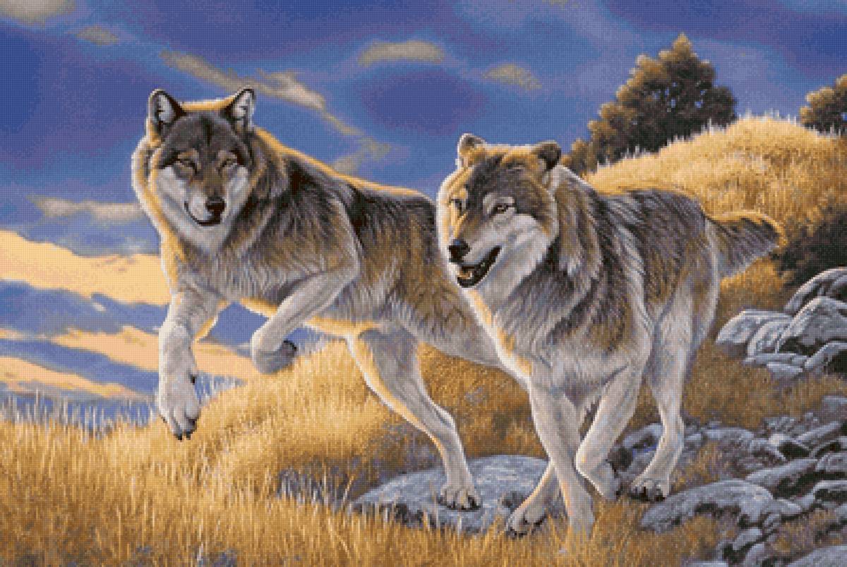 дикие - предпросмотр