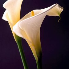 Схема вышивки «callas brancas»