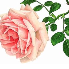 Схема вышивки «роза»