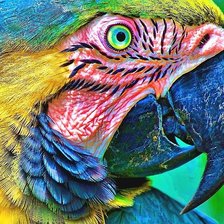 Схема вышивки «попугай»