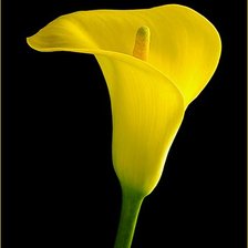 Схема вышивки «calla amarela»