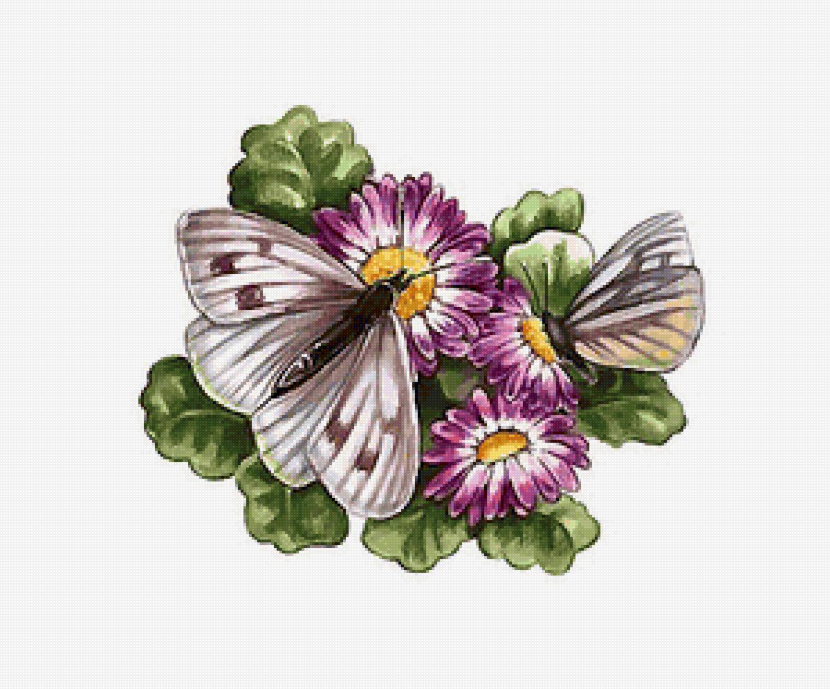 бабочки - предпросмотр