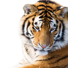 Схема вышивки «тигр»